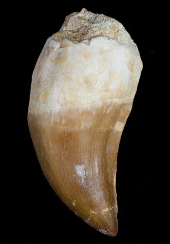 Mosasaur Tooth - Cretaceous Reptile #10215